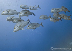 Shoal of fish.
Wolf Island, Galapagos.
10.5mm. by Mark Thomas 